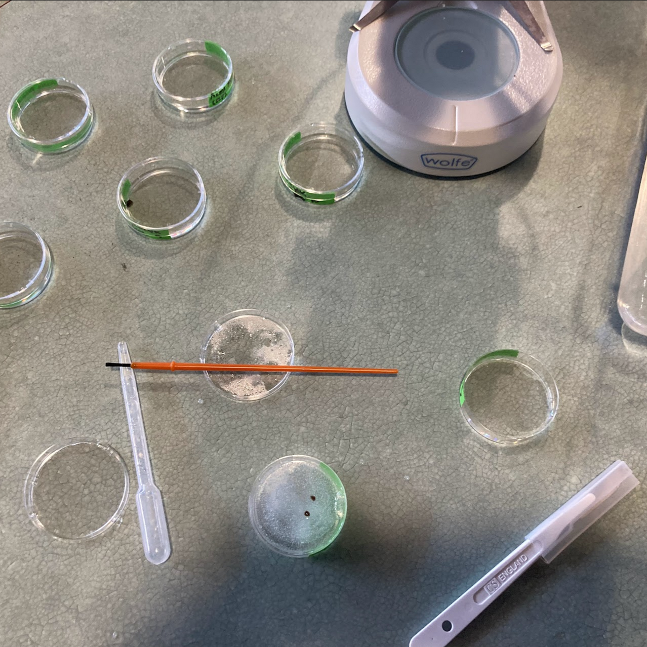Planaria being cut, put into dishes