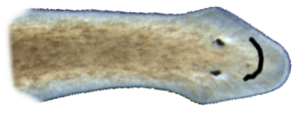 Logo: Two Headed Planaria