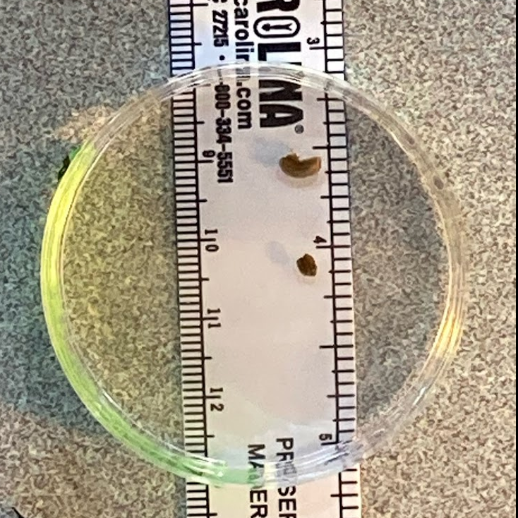 Petri dish containing planaria on top of ruler