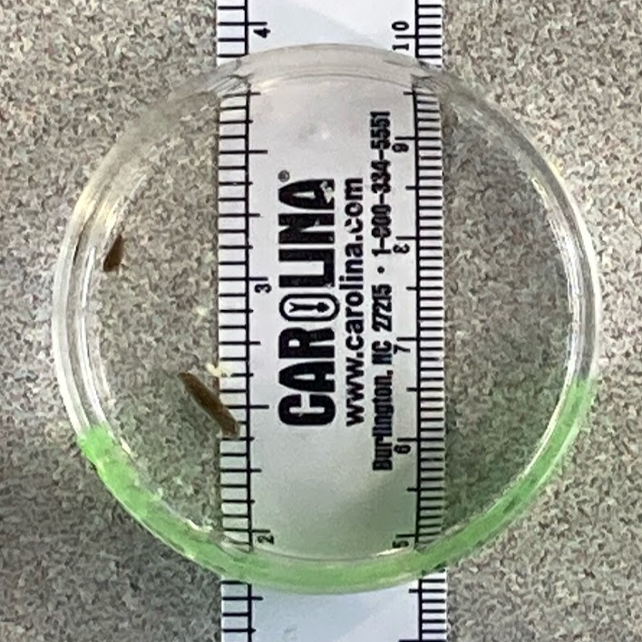 Petri dish containing planaria on top of ruler