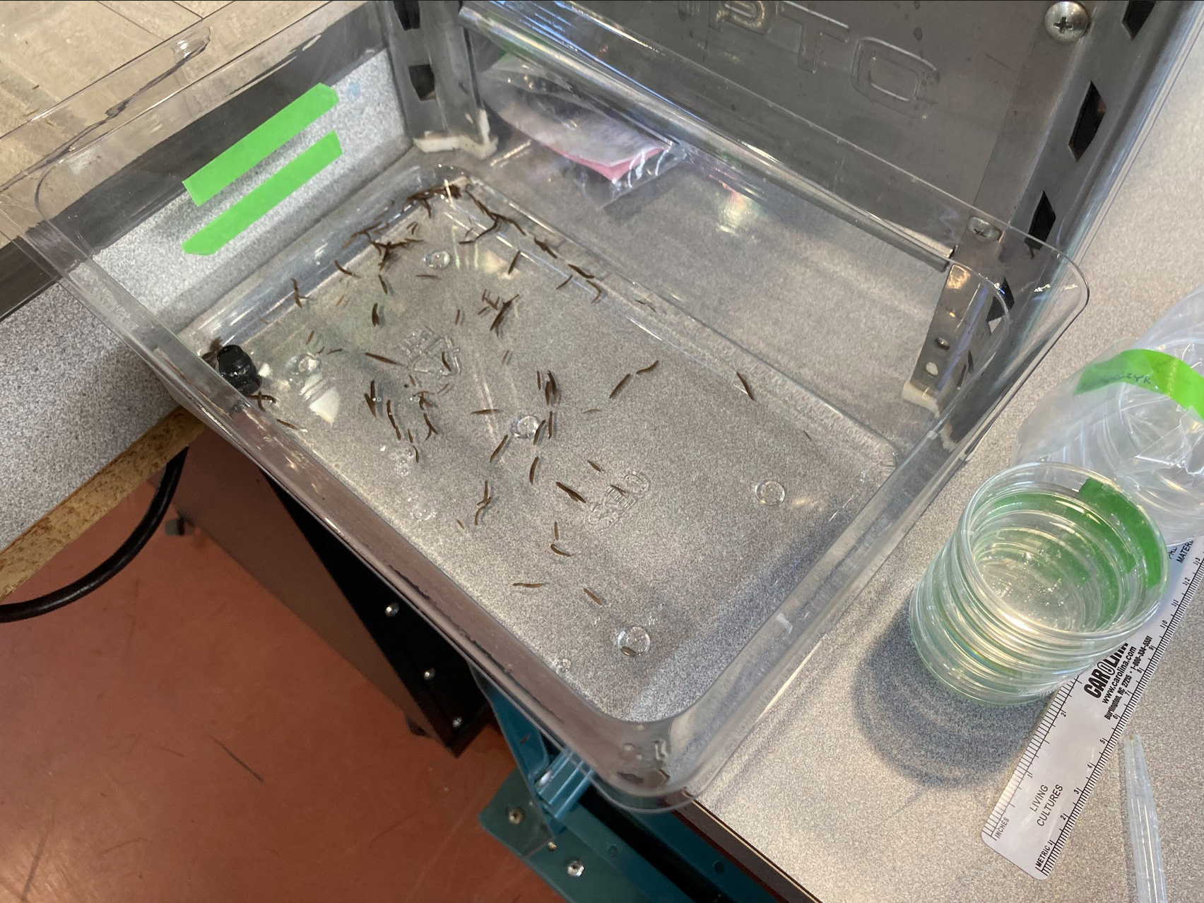 Container of planaria